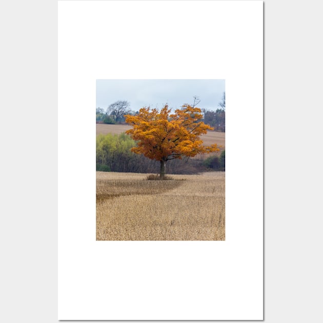 Fall Tree In Field 1 Wall Art by Robert Alsop